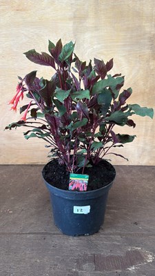 Lot 1012 - Large Hardy Fuchsia -‘Koralle’
