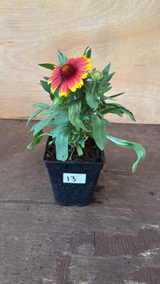 Lot 1013 - Arizona Sun