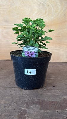 Lot 1014 - Scented Geranium -‘Orange Fizz’