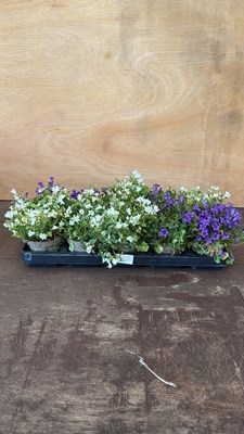 Lot 1015 - Tray of 10 mixed Campanula