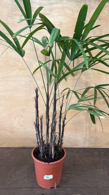 Lot 1016 - Hardy Palm