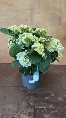 Lot 1017 - White Hydrangea