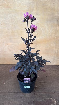 Lot 1018 - Dahlia -‘Happy days Pink’