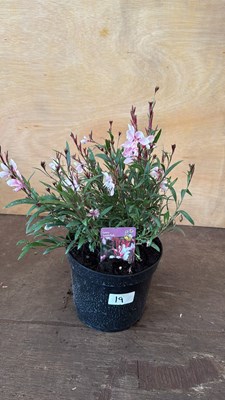 Lot 1019 - Pink Gaura