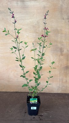 Lot 1020 - Salvia -‘Cherry lips’