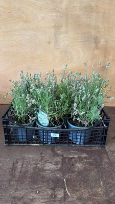 Lot 1021 - Crate of White Lavender