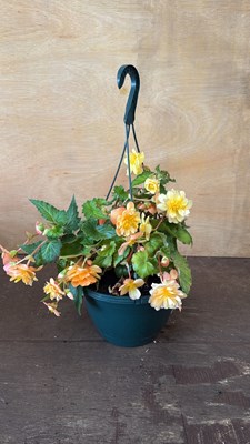 Lot 1022 - Apricot Begonia hanging pot