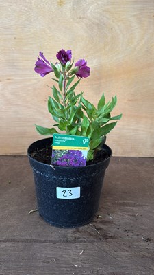 Lot 1023 - Alstroemeria -‘Indigo’