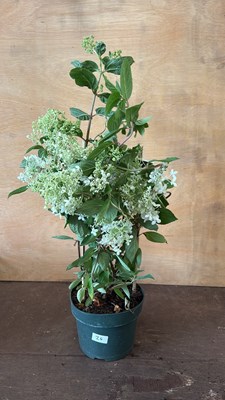 Lot 1024 - Hydrangea Paniculata - ‘Grandiflora’