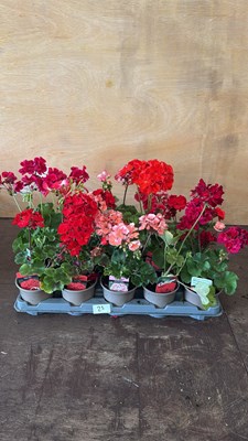 Lot 1025 - Tray of 15 mixed Geraniums