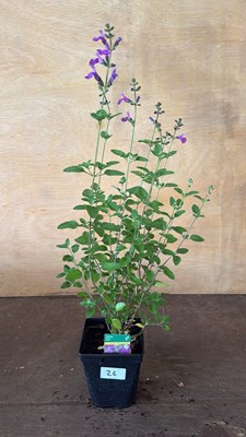 Lot 1026 - Salvia -‘Violet’