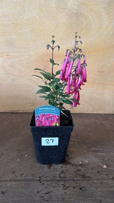 Lot 1027 - Phygelius -‘New Zealand Fuchsia’
