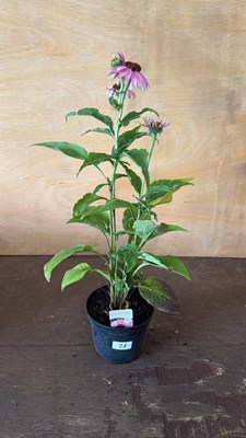 Lot 1028 - Echinacea -‘Prairie splendor compact rose’