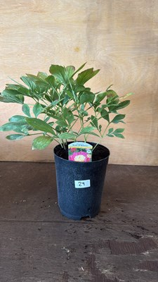 Lot 1029 - Peony -‘Bowl of Beauty’