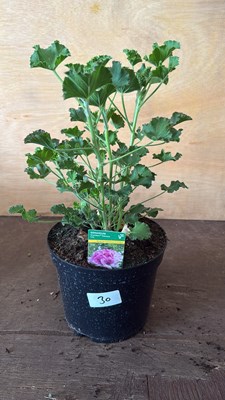 Lot 1030 - Scented Geranium -‘Cola’