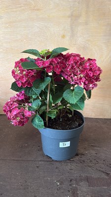 Lot 1031 - Pink Hydrangea