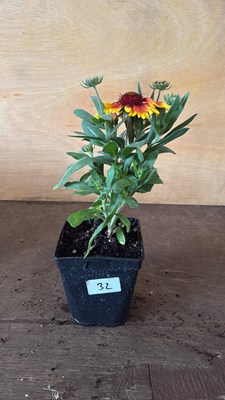 Lot 1032 - Arizona Sun