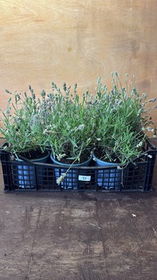 Lot 1033 - Crate of White Lavender