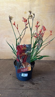Lot 1034 - Kangaroo Paw
