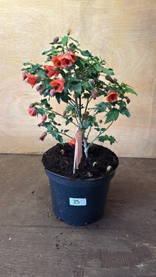 Lot 1035 - Patio Abutilon