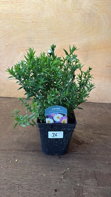 Lot 1036 - Aster -‘Alpha Universe’