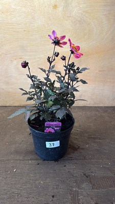 Lot 1037 - Dahlia -‘Happy days Purple’
