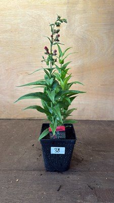 Lot 1038 - Penstemon -‘Partybells Red’