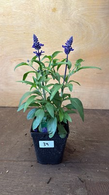 Lot 1039 - Salvia -‘Farina Blue’