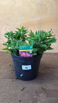Lot 1040 - Alstroemeria -‘Sunstar’