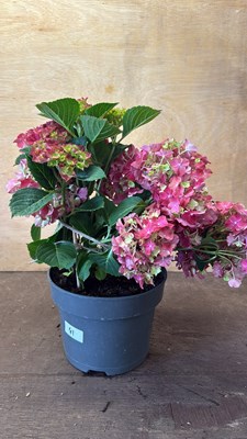 Lot 1041 - Pink Hydrangea