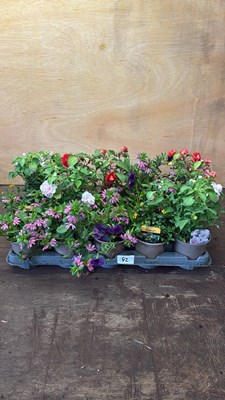 Lot 1042 - Tray of 15 mixed patio plants
