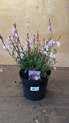 Lot 1043 - Pink Gaura