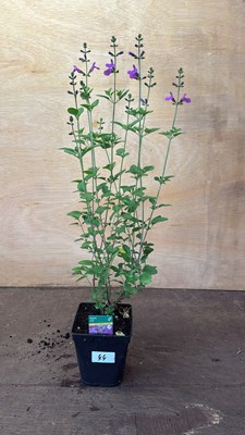 Lot 1044 - Salvia -‘Violet’