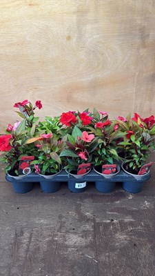 Lot 1045 - Tray of 15 mixed New Guineas Impatiens