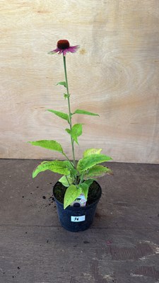 Lot 1046 - Echinacea -‘Vintage Lime’