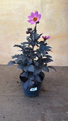 Lot 1047 - Dahlia -‘Happy days Pink’