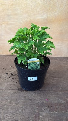 Lot 1048 - Scented Geranium -‘Moskito Schoker’