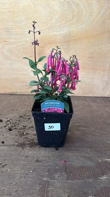Lot 1050 - Phygelius -‘ New Zealand Fuchsia’