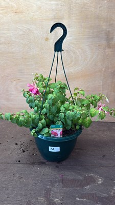 Lot 1051 - Fuchsia hanging pot