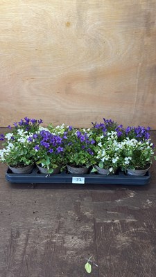 Lot 1052 - Tray of 10 mixed Campanula