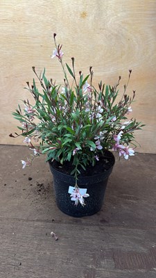 Lot 1053 - Pink Gaura