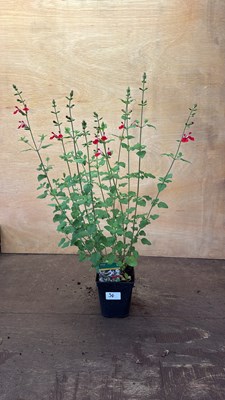 Lot 1054 - Salvia -‘Hot lips’
