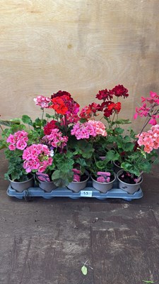 Lot 1055 - Tray of 15 mixed Geraniums