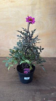 Lot 1056 - Dahlia -‘Happy days Purple’