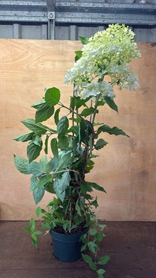 Lot 1057 - Hydrangea -‘ Limelight’