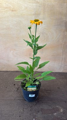 Lot 1058 - Echinacea -‘Golden Apricot’