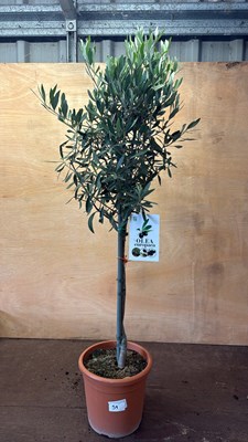 Lot 1059 - Standard Olive Tree