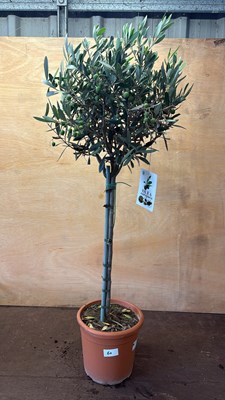 Lot 1060 - Standard Olive Tree
