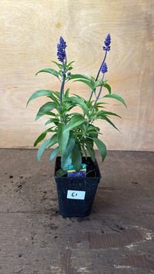 Lot 1061 - Salvia -‘Farina Blue’