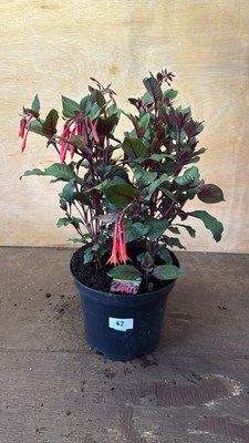 Lot 1062 - Large Fuchsia -‘Koralle’